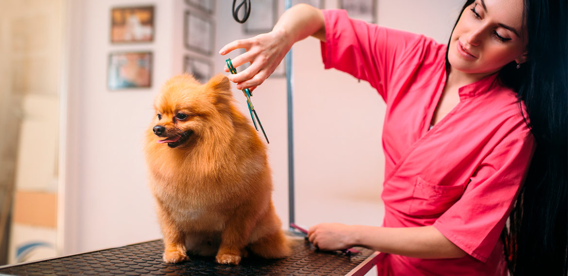 6 passos para se tornar um groomer