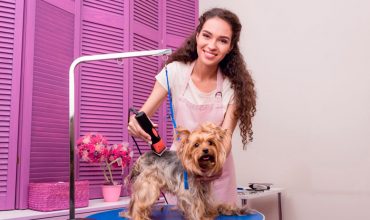 5 erros que todo profissional pet precisa evitar