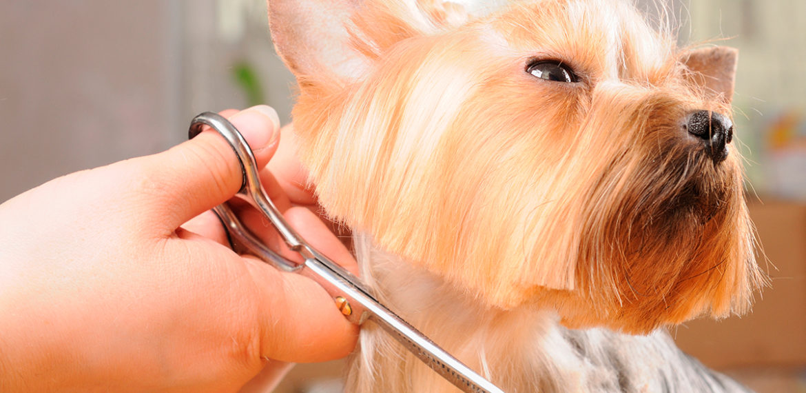 Pelagem de cães: Tipos e principais cuidados