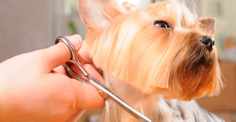 Pelagem de cães: Tipos e principais cuidados