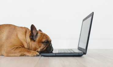 Criando um blog para sua empresa Petcare