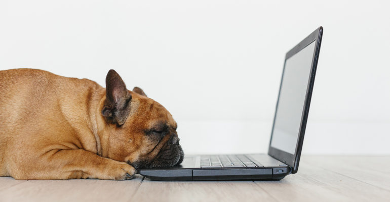 Criando um blog para sua empresa Petcare