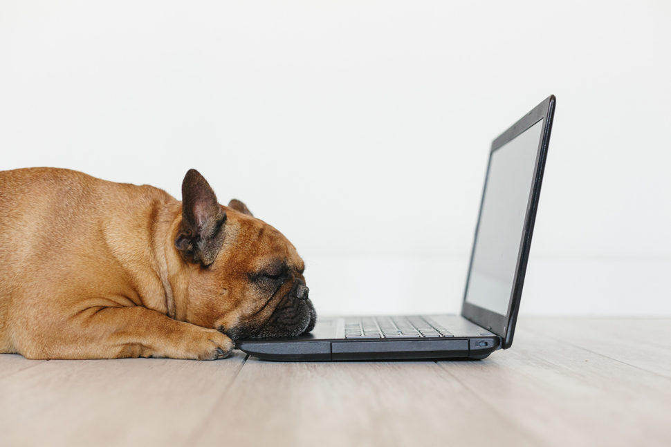 Criando um blog para sua empresa Petcare