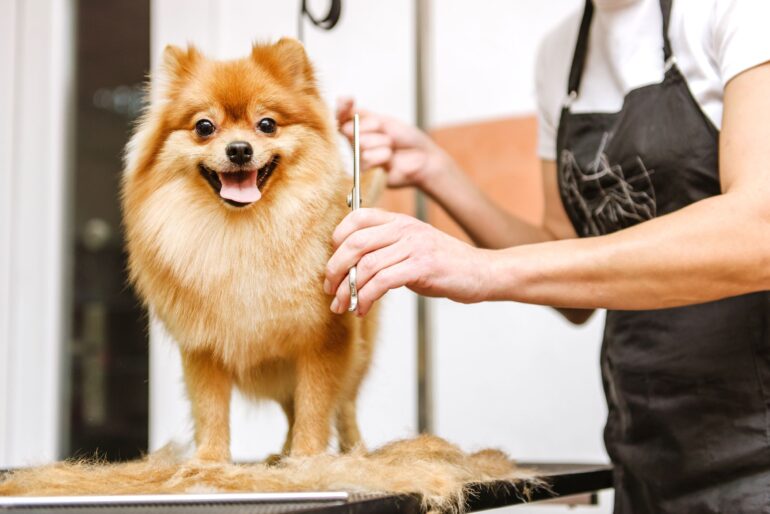 Grooming de alto nível: confira as nossas dicas para obter um acabamento perfeito!