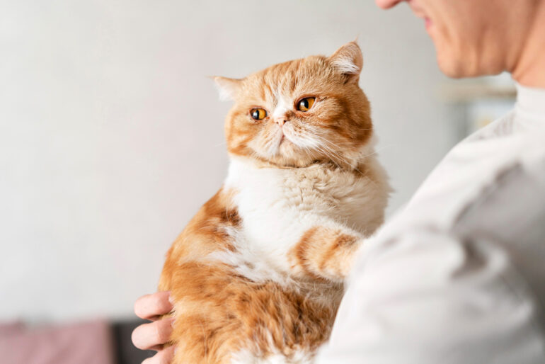 Gato não é cachorro! Lembre-se disso na hora do banho e tosa!