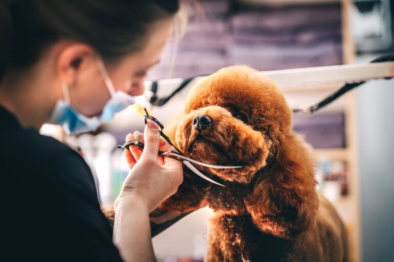 Pequenos negócios são protagonistas do mercado pet brasileiro