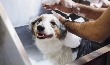 Como cuidar de cães grandes no seu banho e tosa