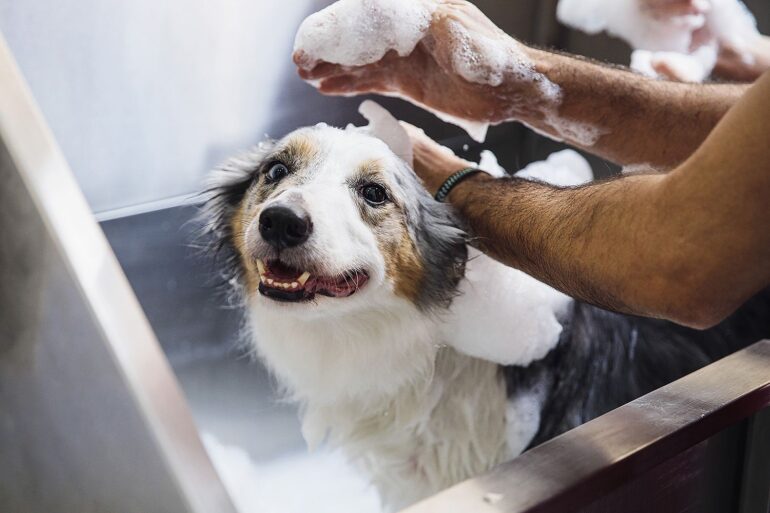 Como cuidar de cães grandes no seu banho e tosa