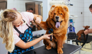 Banho “low stress”: Proporcione uma experiência de banho e tosa menos estressante para os pets