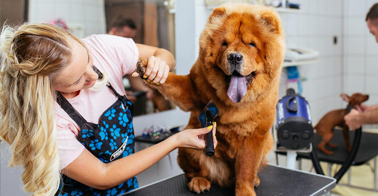 Banho “low stress”: Proporcione uma experiência de banho e tosa menos estressante para os pets