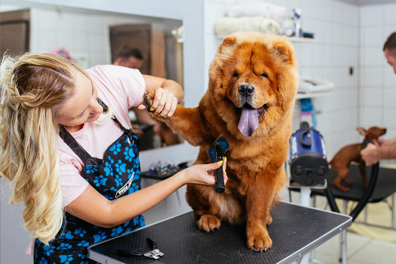 Banho “low stress”: Proporcione uma experiência de banho e tosa menos estressante para os pets