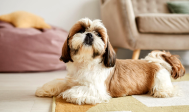 Shih tzu: dicas de banho em uma das raças mais amadas do Brasil!