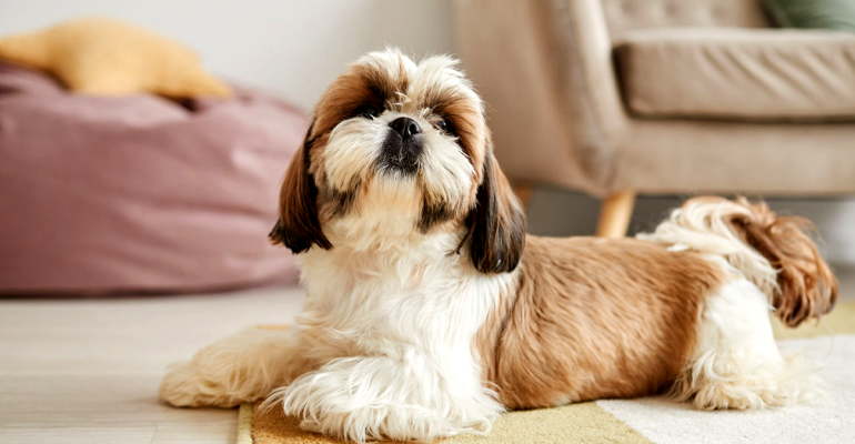 Shih tzu: dicas de banho em uma das raças mais amadas do Brasil!