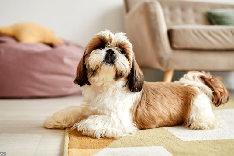 Shih tzu: dicas de banho em uma das raças mais amadas do Brasil!