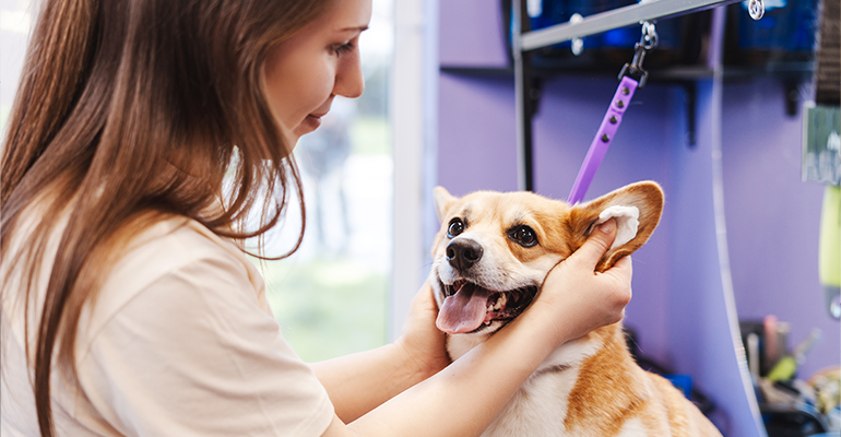 Muito além do banho: o papel do groomer na saúde e bem-estar dos pets