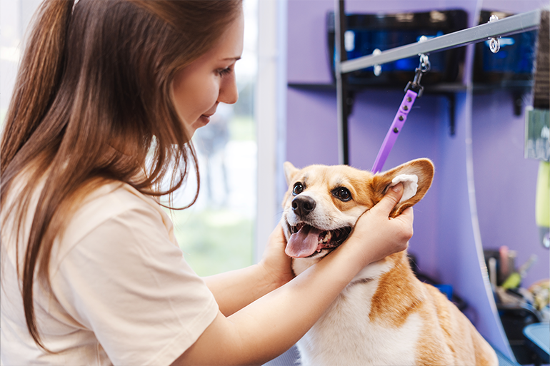 Muito além do banho: o papel do groomer na saúde e bem-estar dos pets